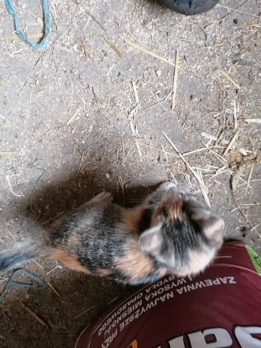 Oddam kotki w dobre ręce