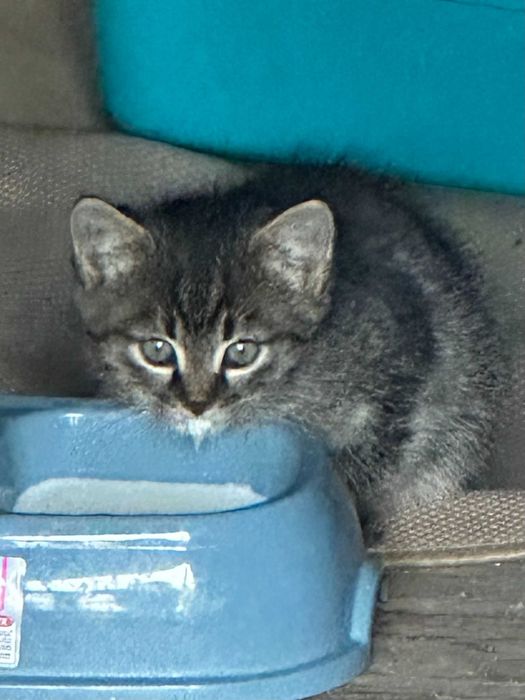 jednego  małego kotka oddam za darmo