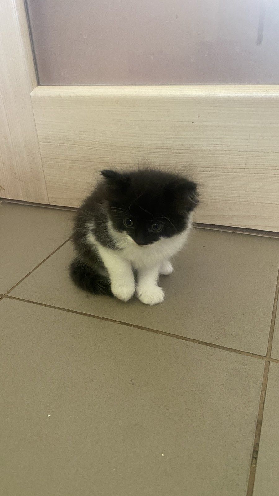 Віддам в добрі руки котиків