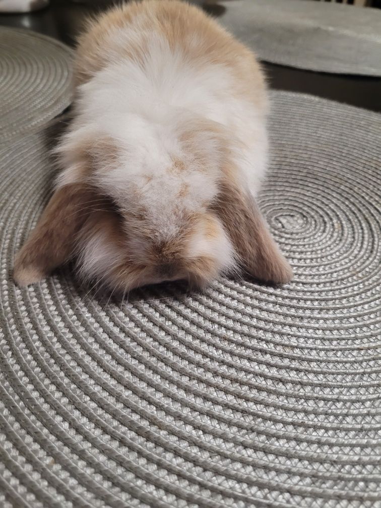 Króliczek Baranek Mini Lop
