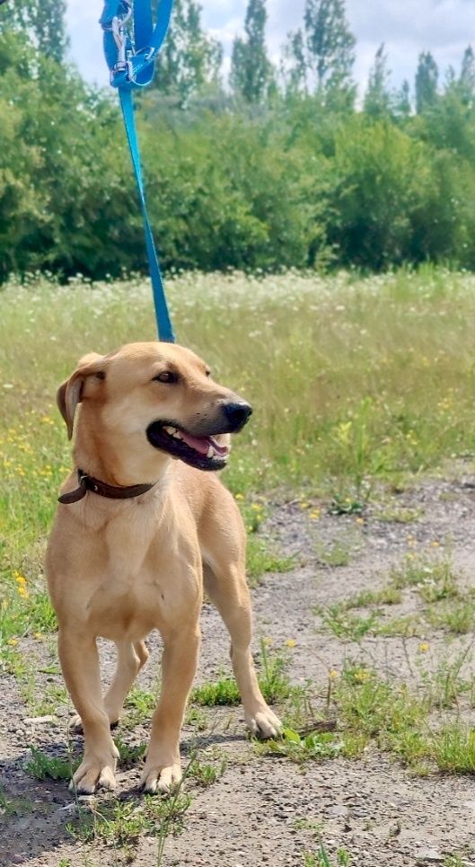 Rudi gorąco poleca się do adopcji ..