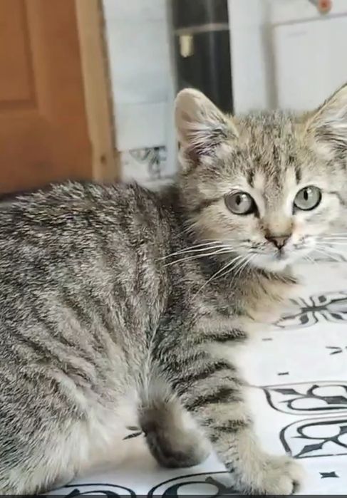 Шотландская Мини кошечка 3,5 мес. Мама шоколадное золото