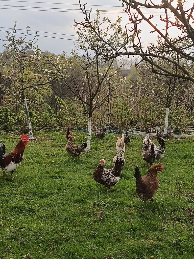 Liliputy jajka lęgowe karzełki kury cwergi liliputki jaja  leghorn li