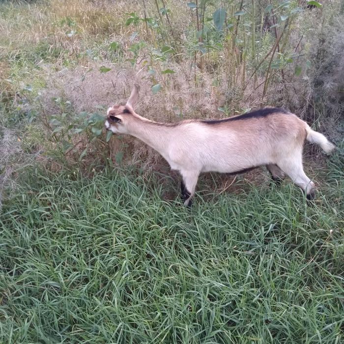 Продам кізоньку-альпійку Камілу