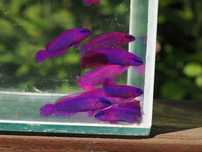 Pseudochromis fridmani,diademka