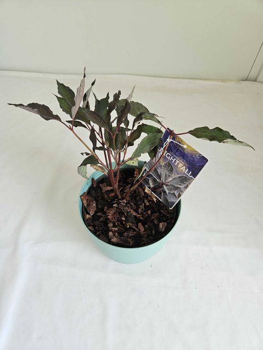 Dereń biały Nightfall czarny 40cm C2 – krzew ozdobny + nawóz gratis