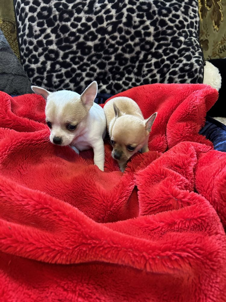 Mini Chihuahua piesek z rodowodem