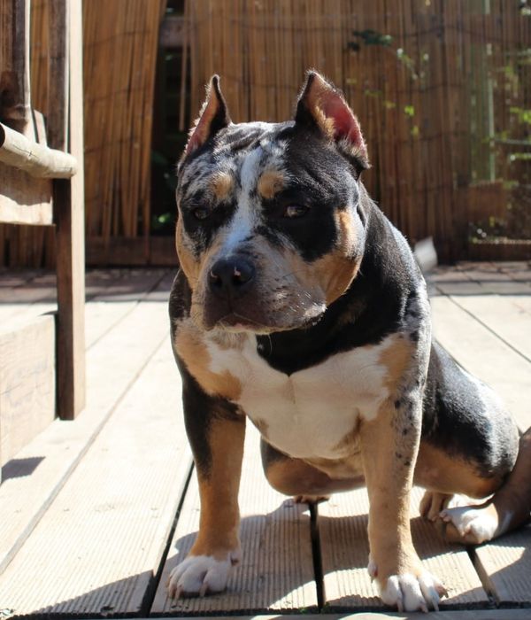 American Bully,   merle suczka ,11 mies.