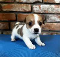 Suczka Jack Russell Terrier !!