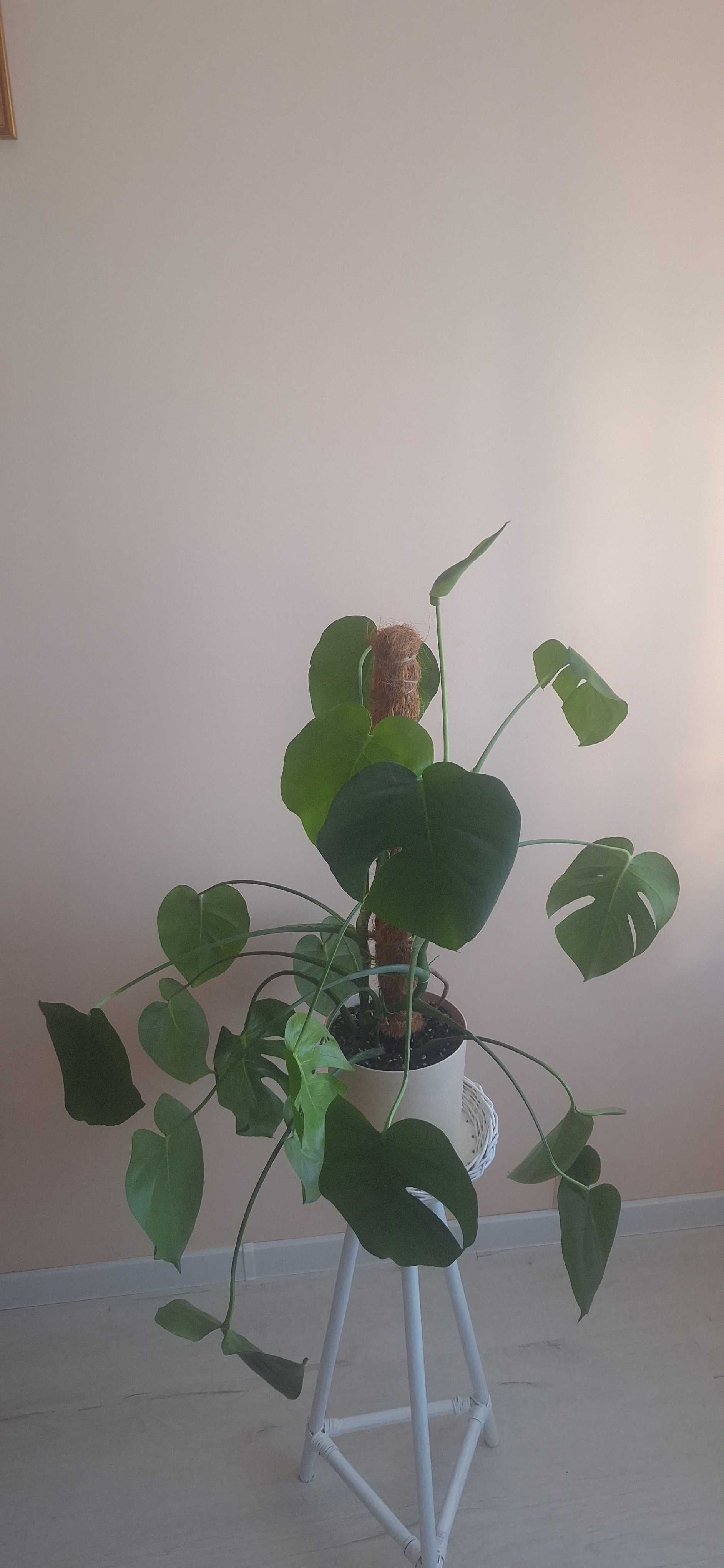 Monstera deliciosa