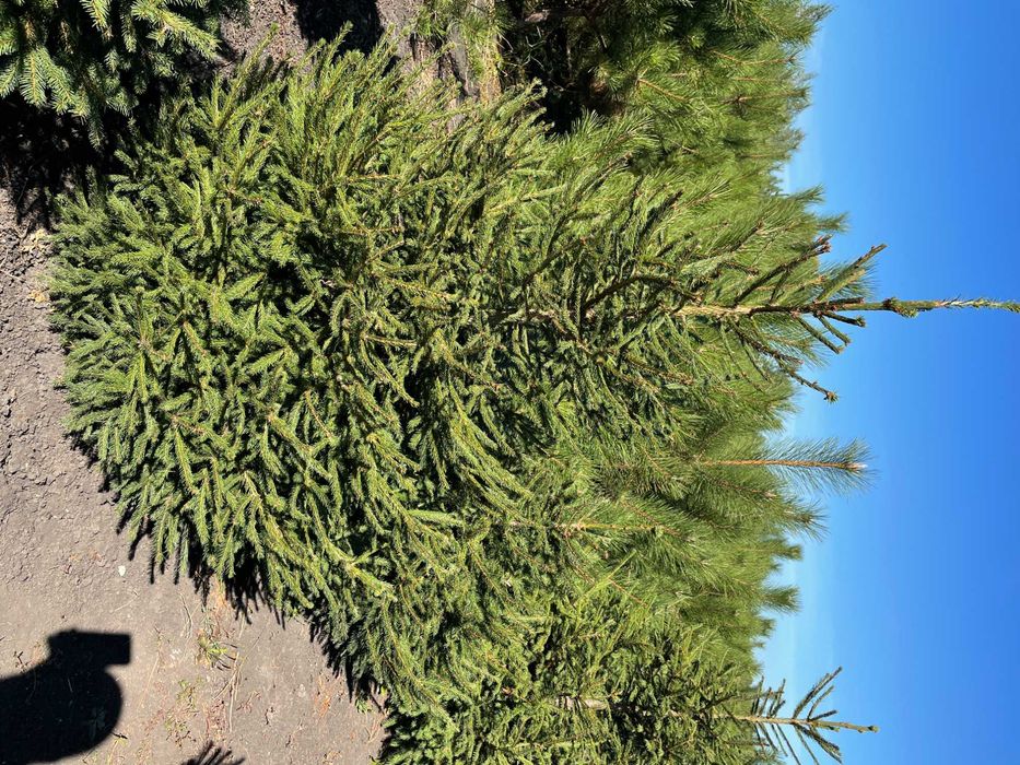 Ель с комом (1.5 м)