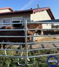 Panele ogrodzeniowe dla bydła dla koni producent wygrodzenia
