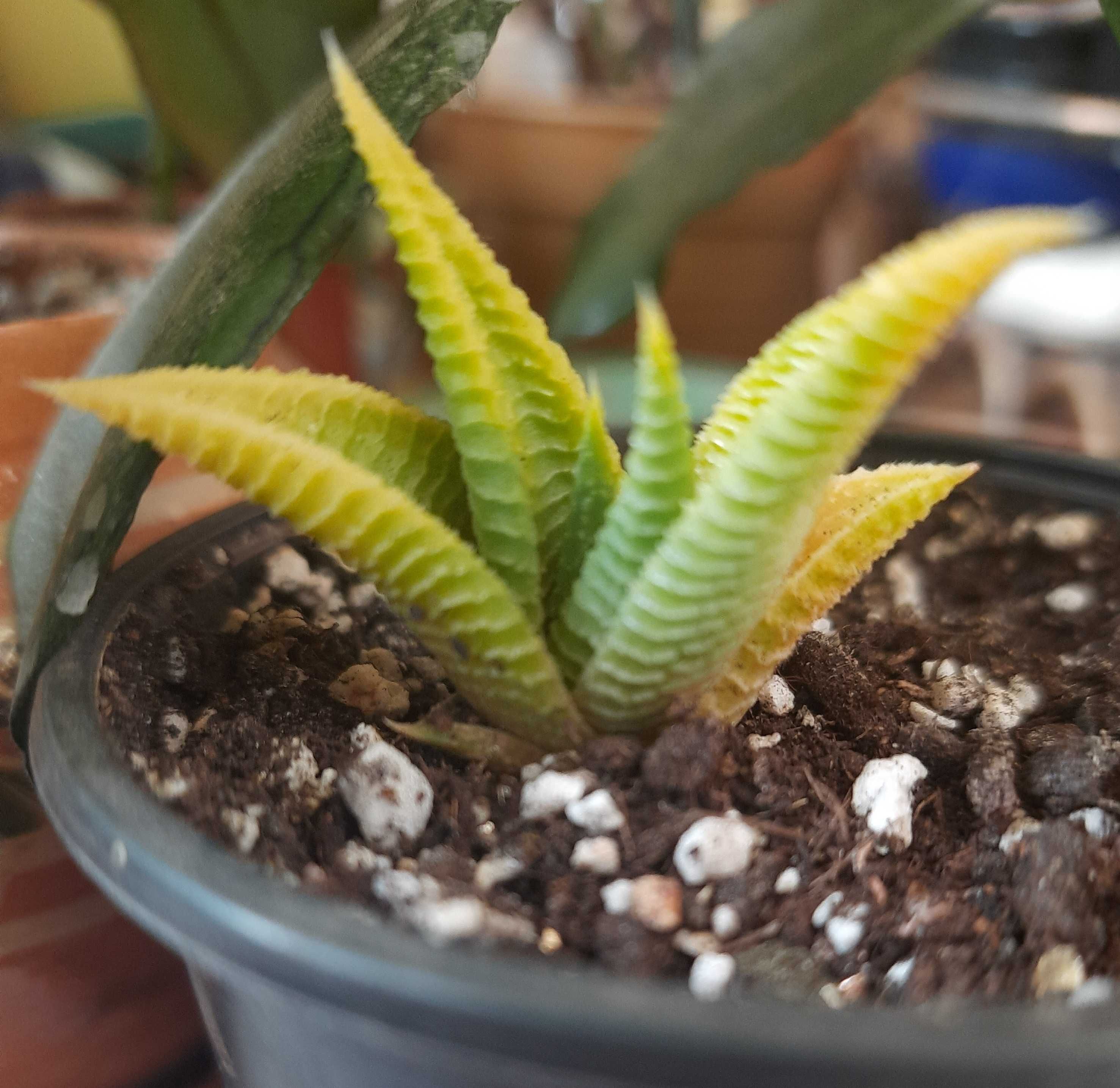 Продам детку хавортии ( haworthia limifolia variegata)