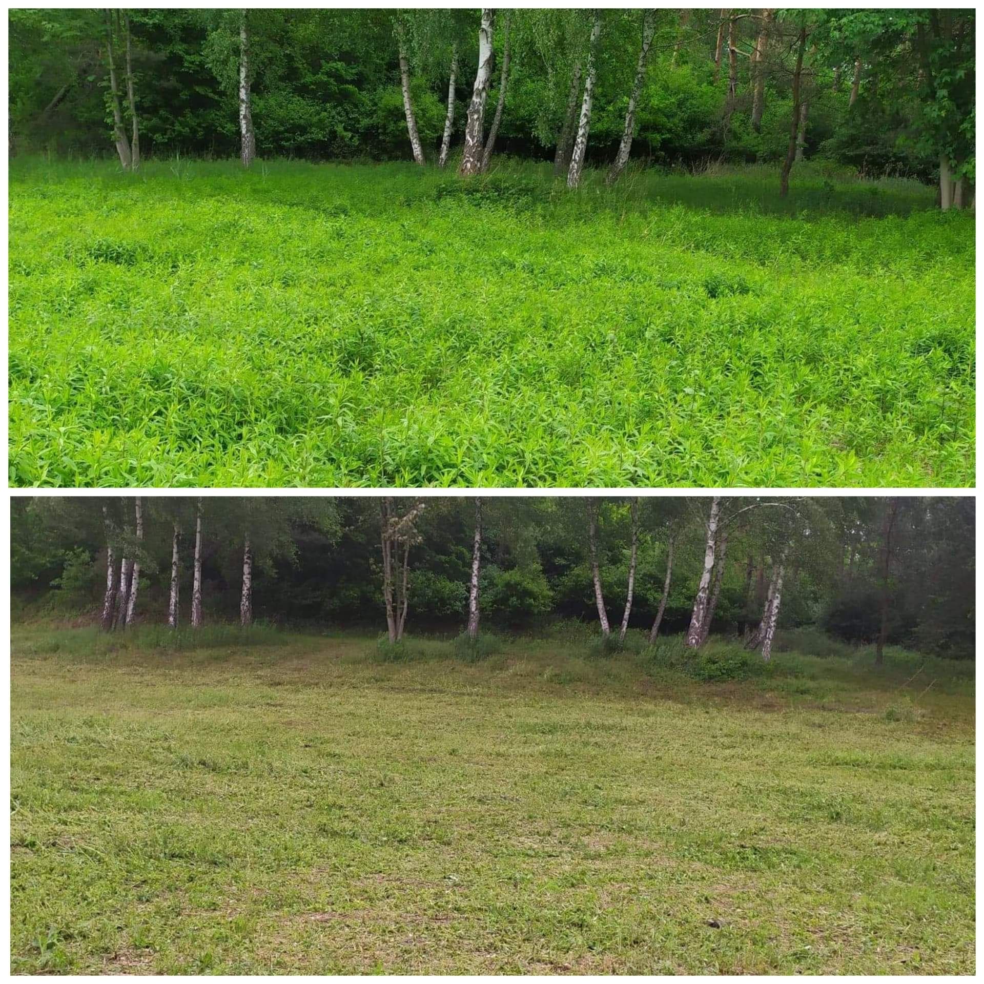 Koszenie kosiarką bijakową nieużytków,trawy działek,łąk,kosa spalinowa