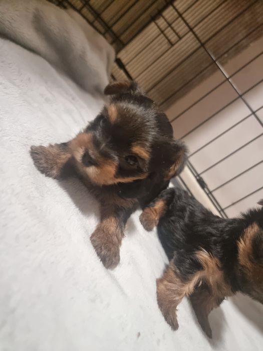 ZAREZERWOWANE Yorkshire Terrier szczeniaczki