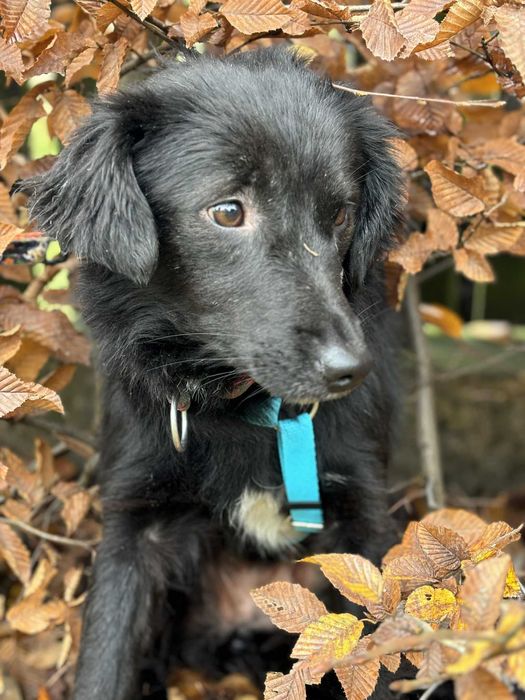 Biedna sunia tak bardzo potrzebuje domu adoptuj