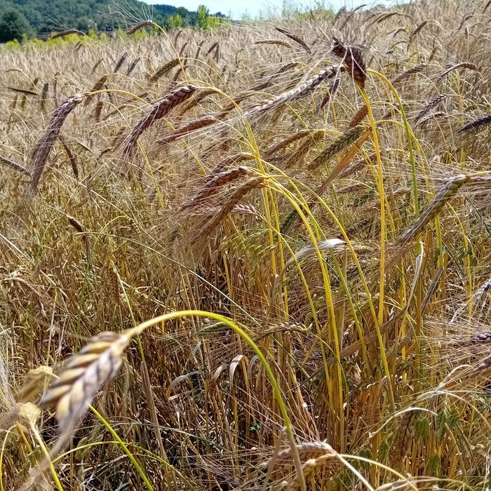 Mąka i otręby z płaskurki