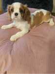 Cavalier King Charles Spaniel - ostatnia sunia