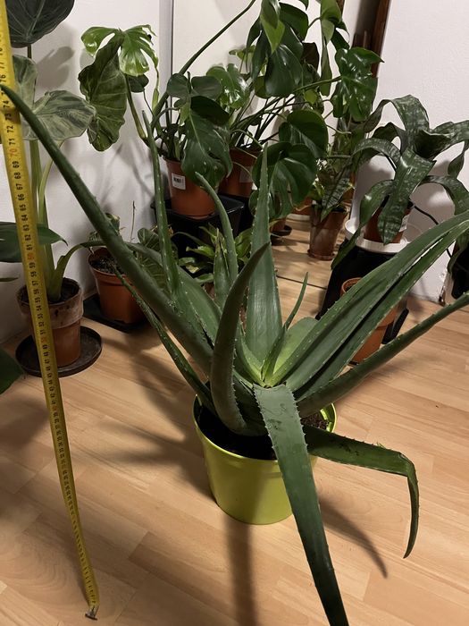 Aloes zwyczarny olbrzymi 5 letni duzy zdrowy roślina monstera doniczka