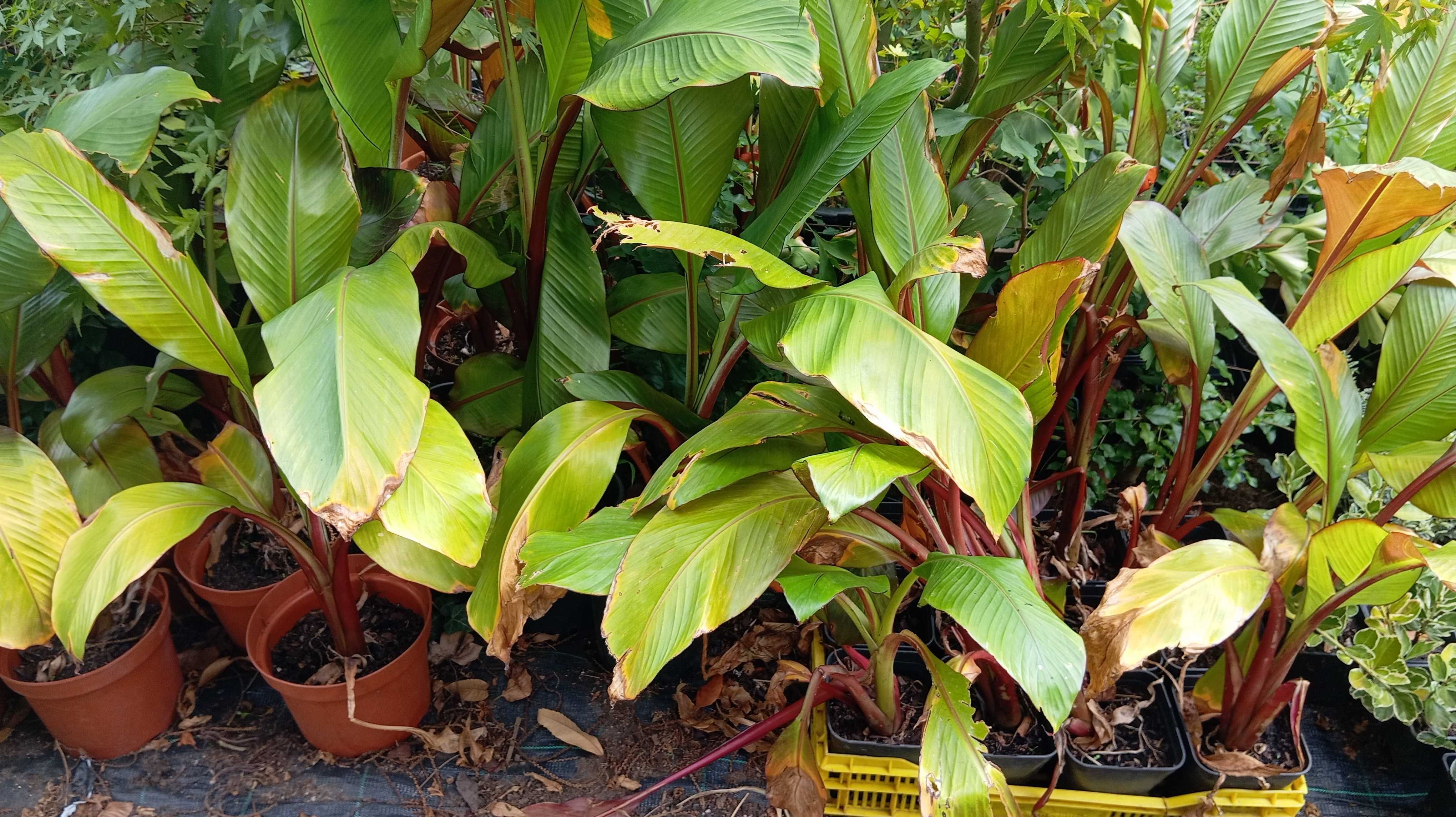 Bananeiras decorativas (lote de 20) - Ensete maurelli