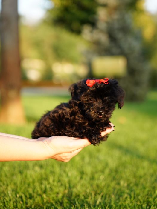 Мальтипу самая веселая порода