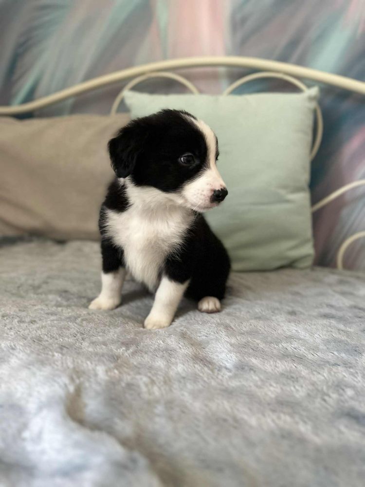 Pies rasy Border Collie