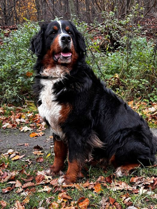 Berneński pies pasterski ZHPR UCI