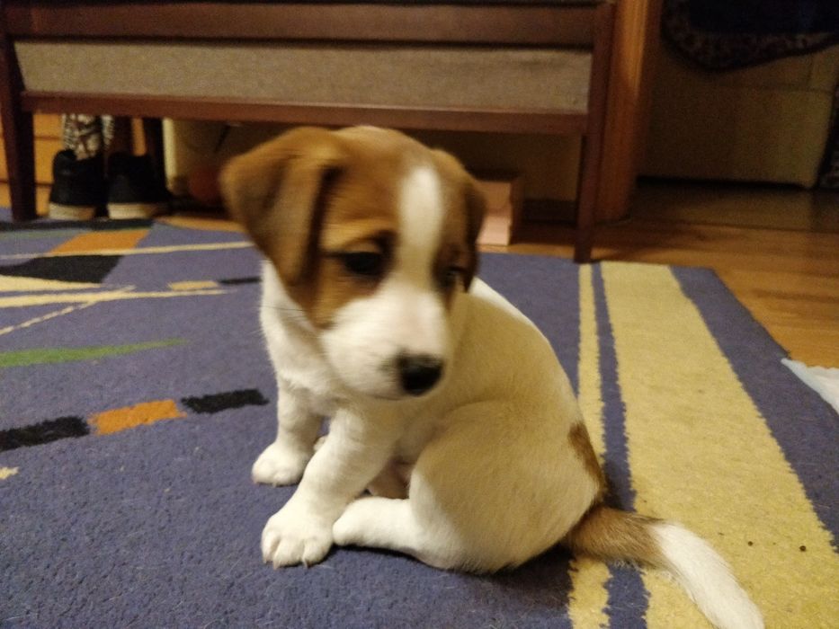 Щенки Джек Рассел терьер