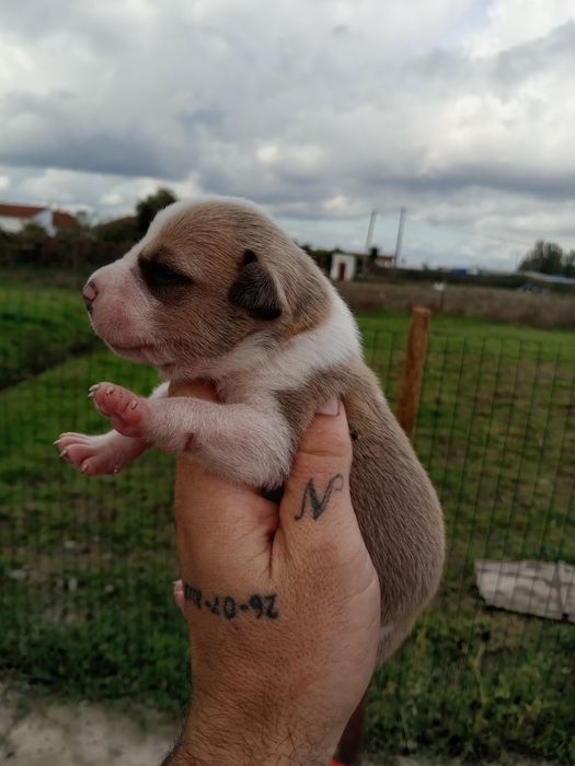 Lindos American Staffordshire Terrier