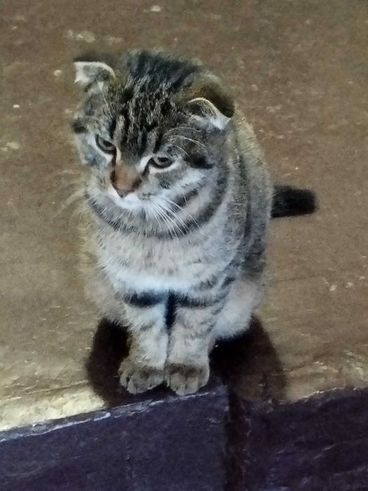 Нащадок Скоттіш фолд сподівається знайти люблячу родину