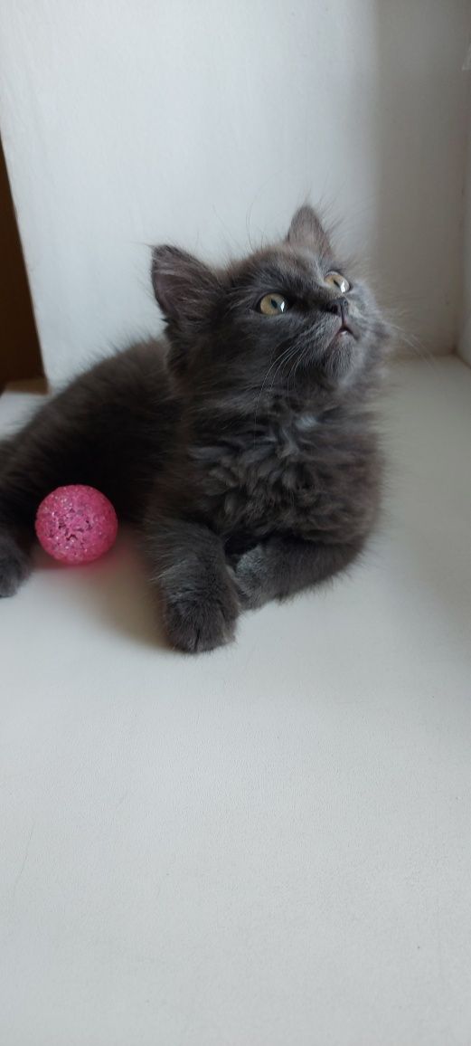 Котенок  ищет дом котята кошенята