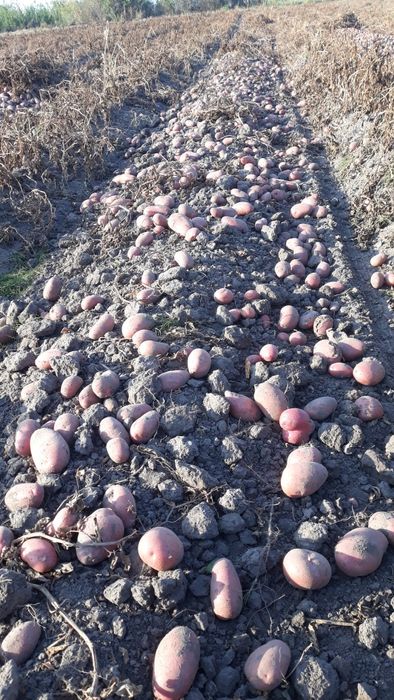 Продам картоплю     .