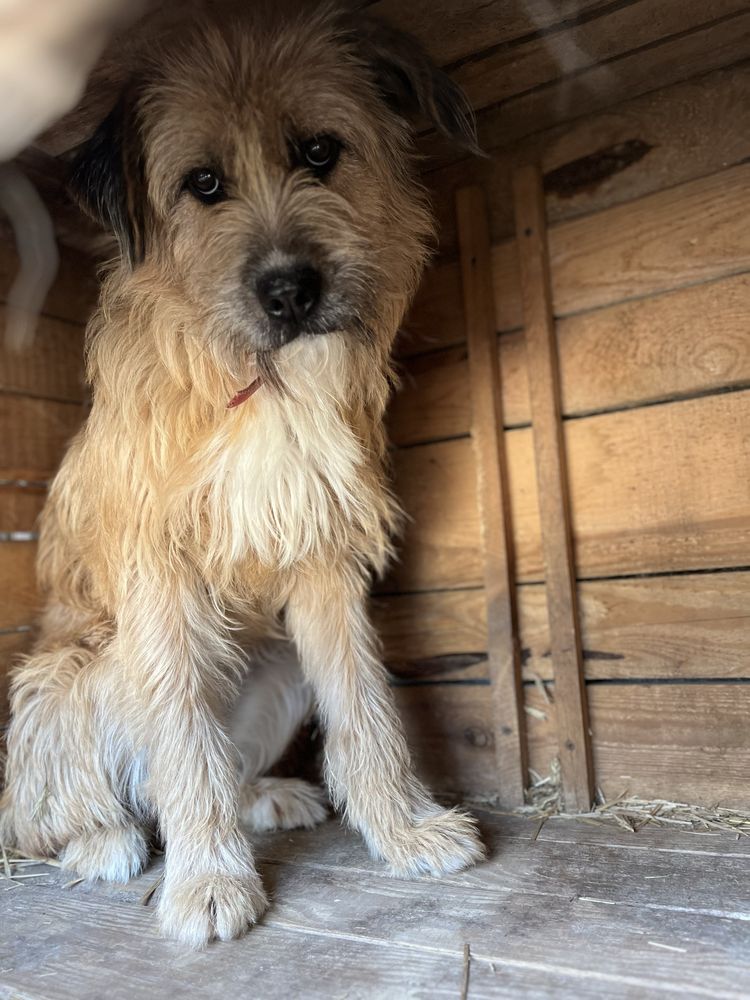 Frida - strach i samotność. Proszę adoptuj i uratuj ją!