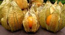 physalis, planta biologica