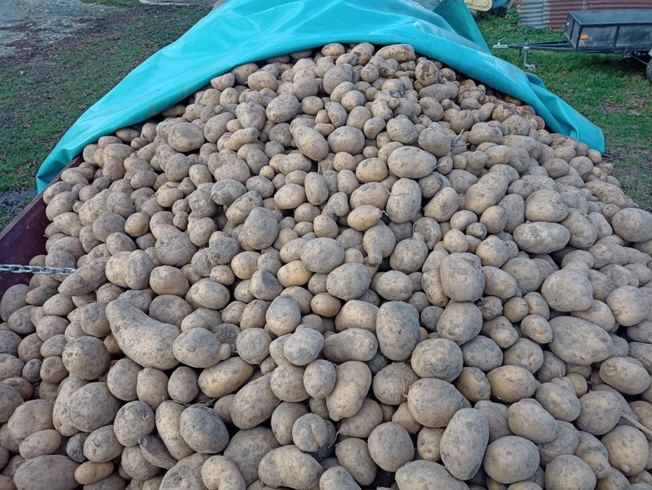 Ziemniaki jadalne niesortowane