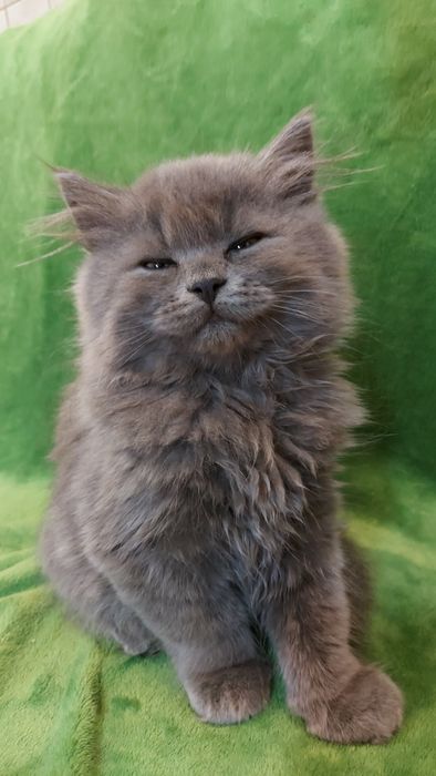 Шотландські кошенята