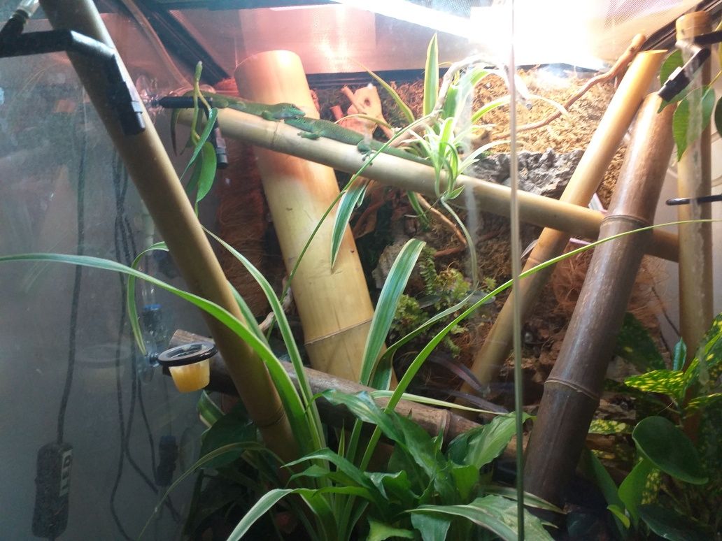 Tło do terrarium planedarium dla felsum gekonow żab żabek