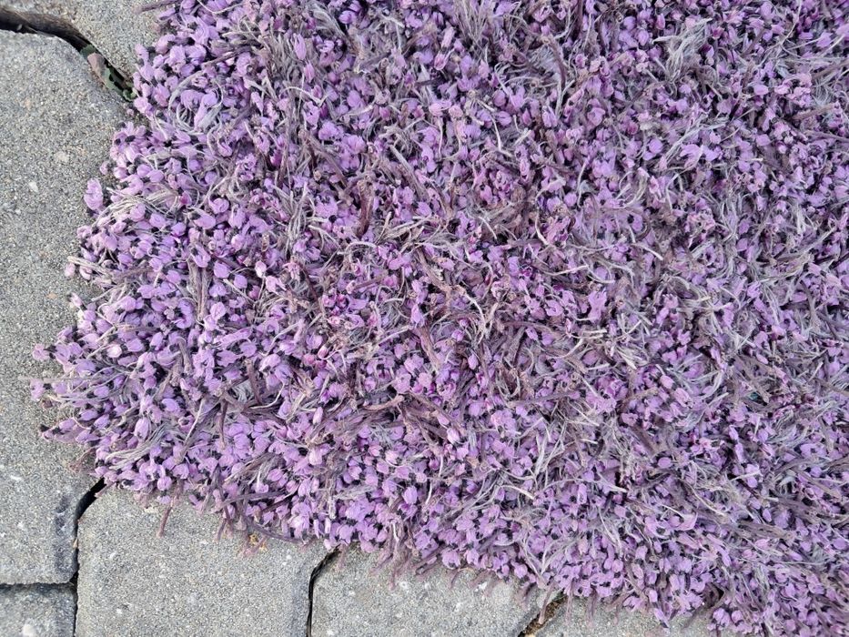 Carpete Sala  roxa 2,00 x 2,90