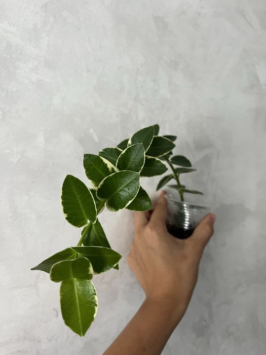 Хойя Cumingiana alba камінджиана альба