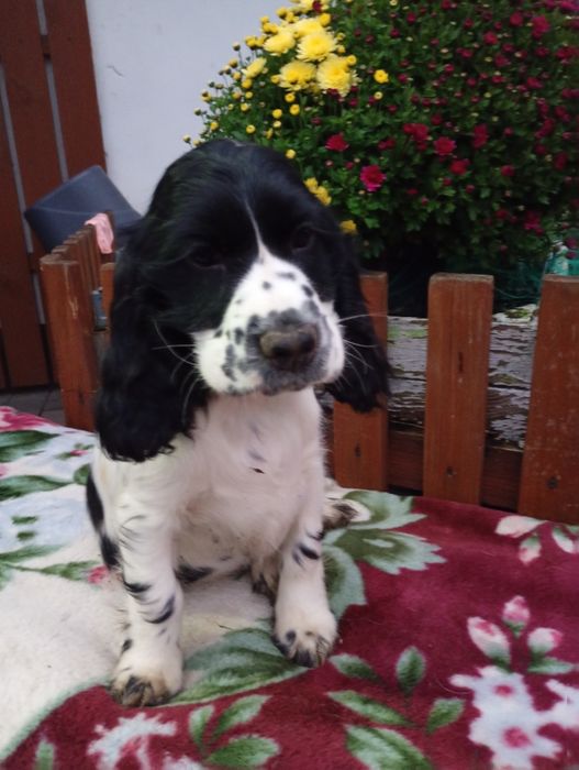 Piesek rasy Cocker Spaniel Angielski