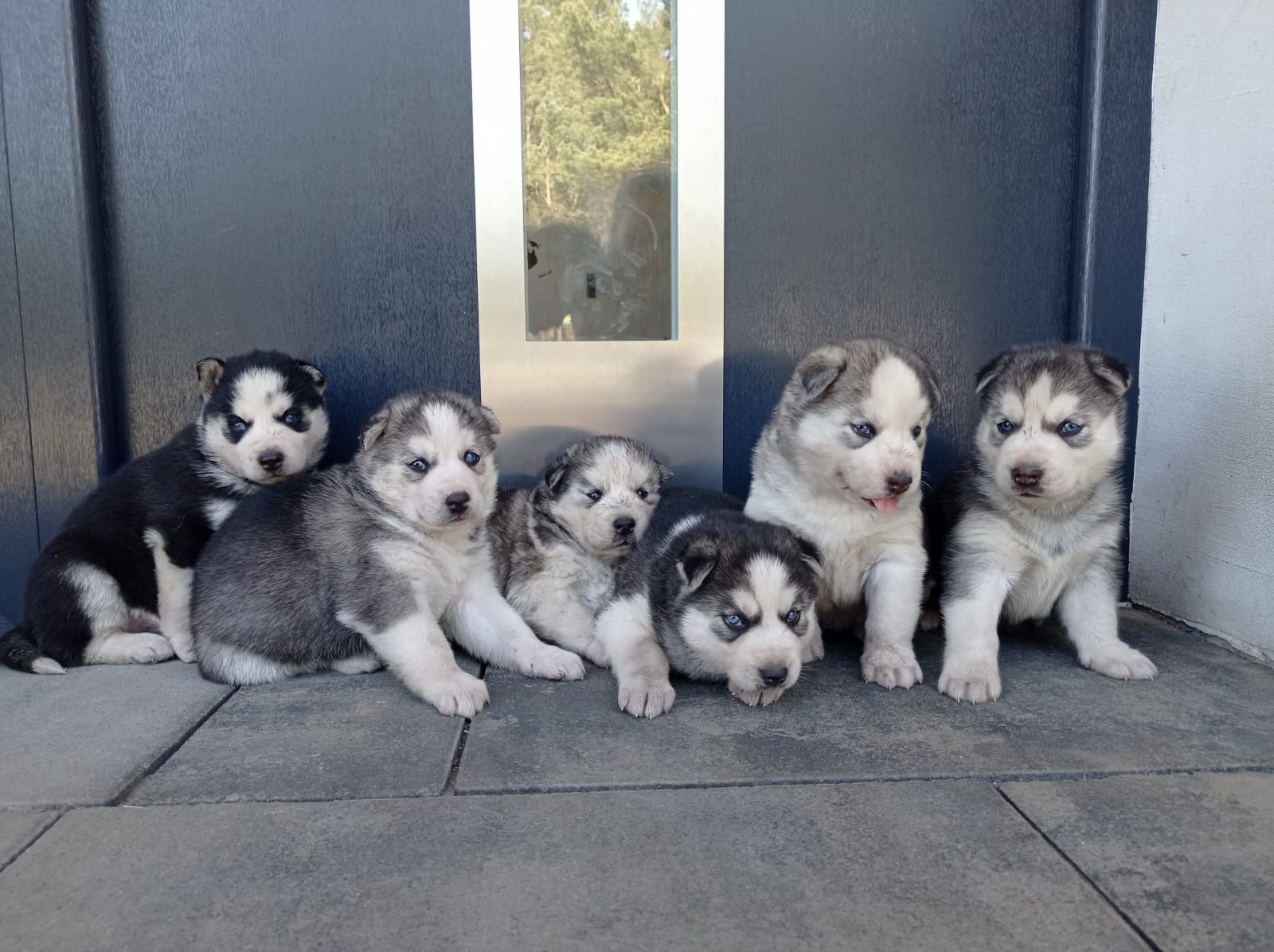 Szczenię Syberian Husky