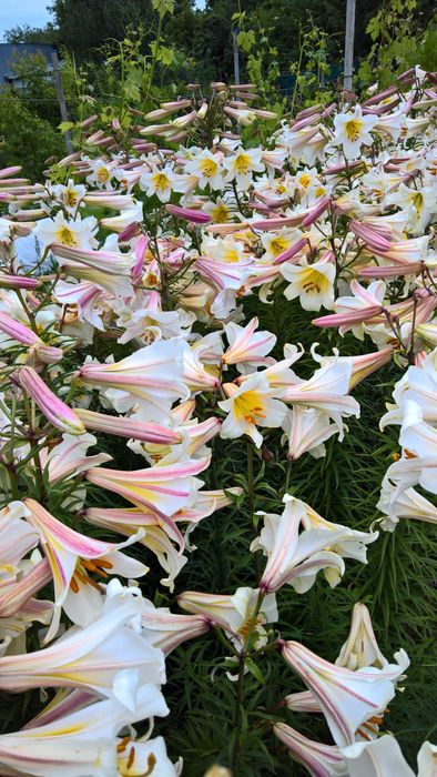 Лилии белые (королевские) трубчатые и ЛО гибриды, луковицы.
