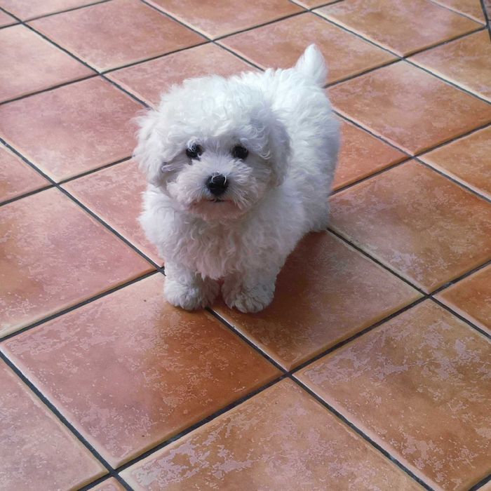 Bichon Frise > piesek.