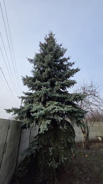 Продам Ялинку/Ель/Єль)йолку