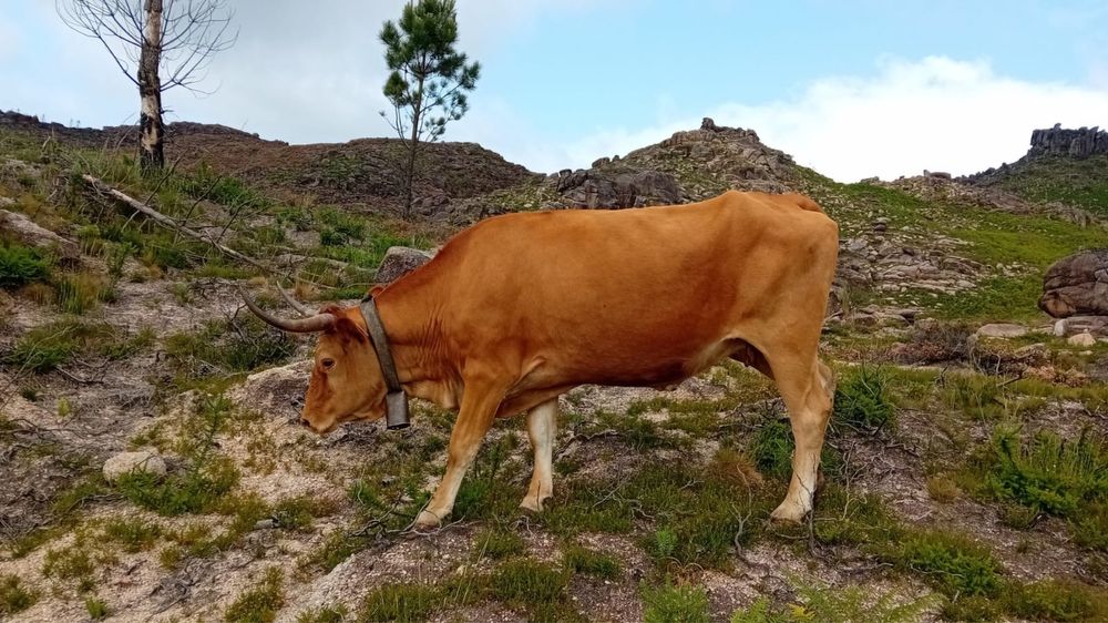 3 vacas disponíveis — 1 de raça autóctone Minhota