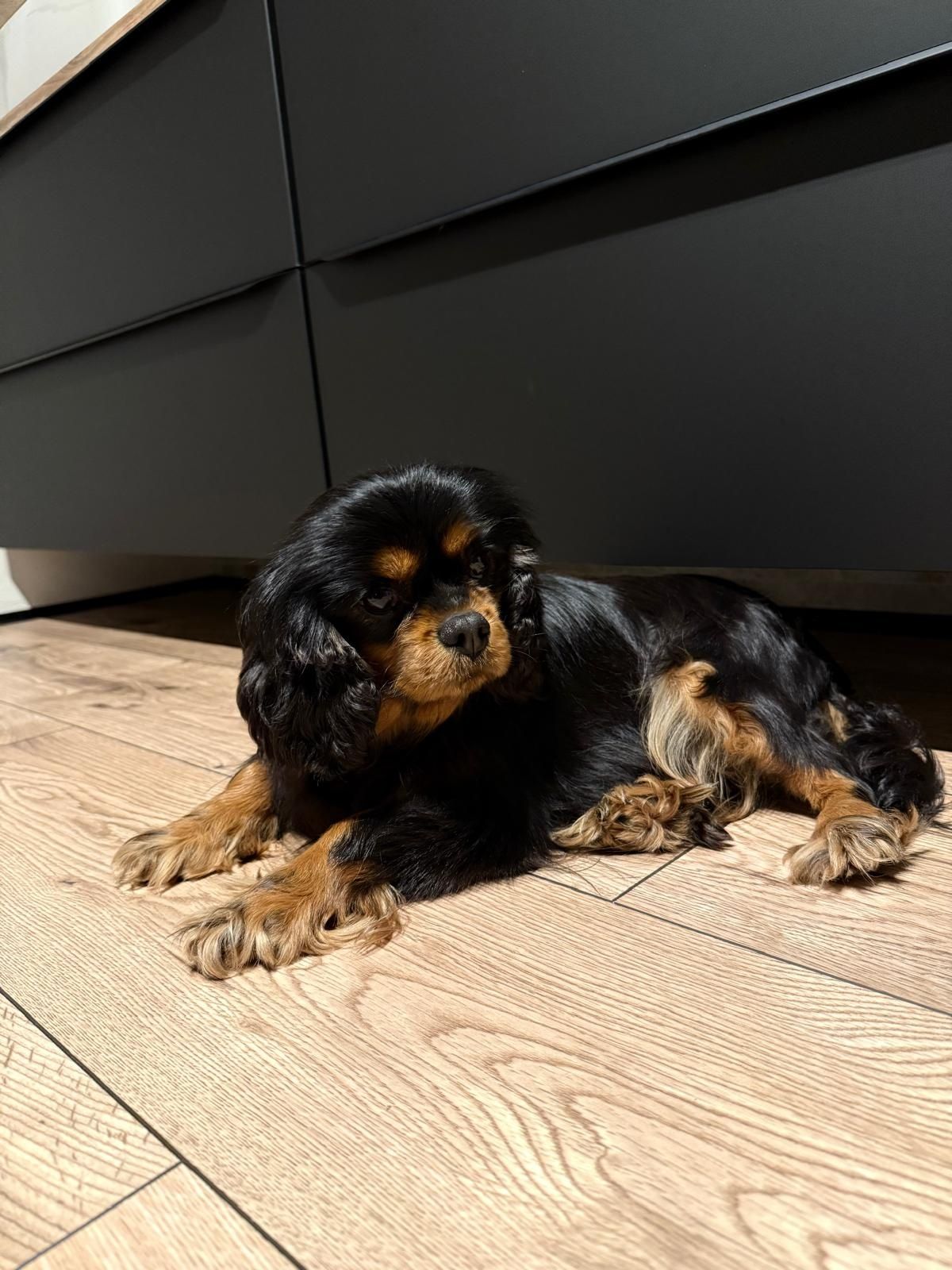 Cavalier suczka black and tan