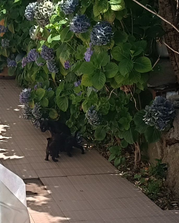 Doar 7 Gatinhos de 1 Mês e 3 Semanas