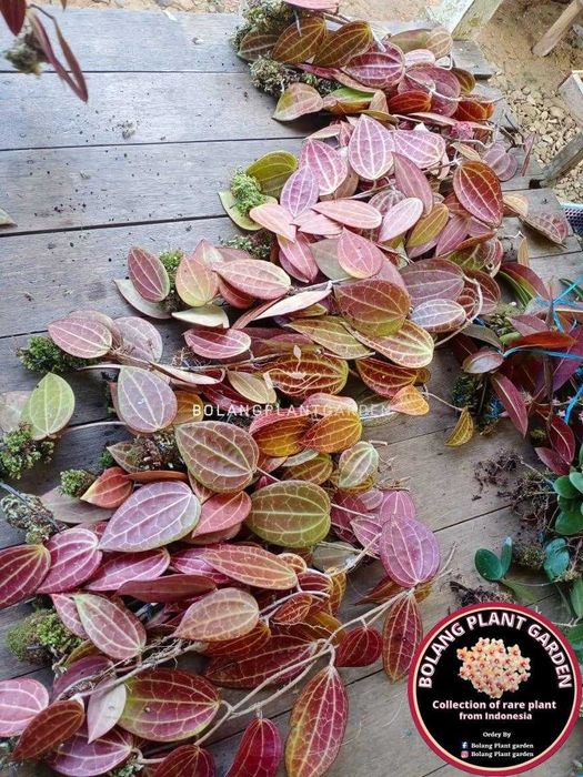 Хойя Латіфолія, зріз визрівшого вузла. Вкорінені запитуйте.