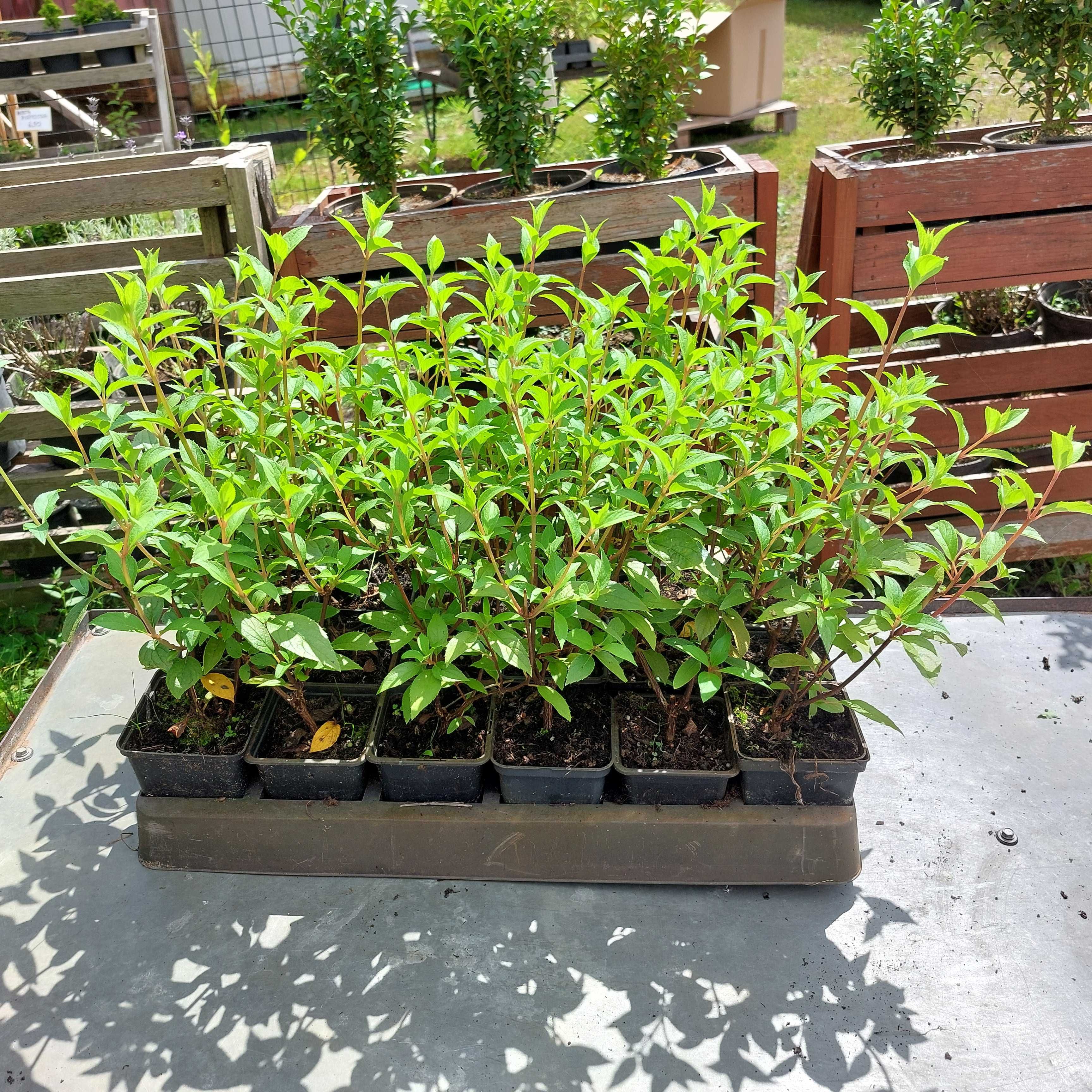 Hortensja (bukietowa) doniczka 0,5l 15-35cm
