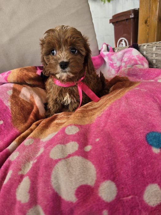 Cavapoo cudowna suczka ciemna